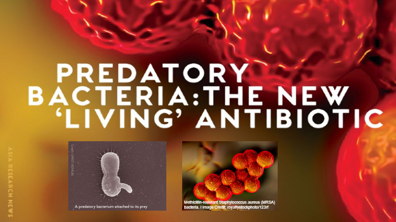Predatory Bacteria: The New ‘Living’ Antibiotic