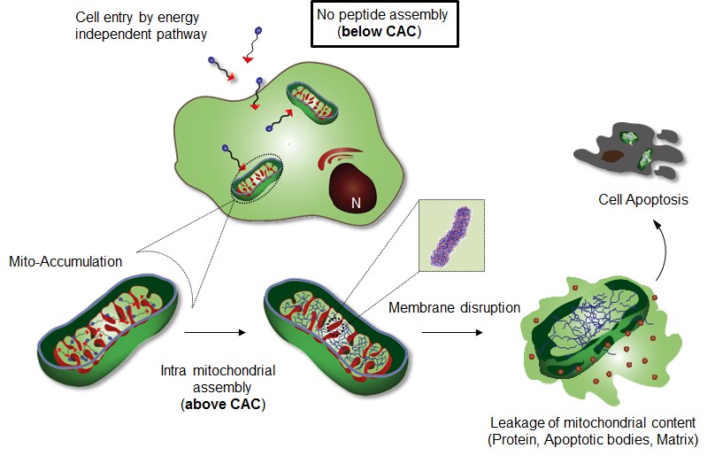 mitochondria 1