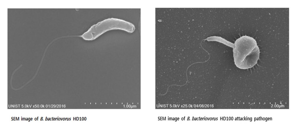 Figure shows BALOs, attacking Gram-negative bacteria