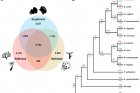 Gene-family-relationships-of-cnidarian-and-metazoan-species.jpg