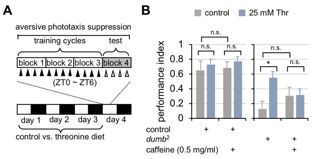 Figure 2. Dietary threonine rescues short-term memory in dumb mutants with memory deficit in a sleep-dependent manner.
