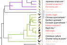 Phylogeny-and-genomic-data-of-birds-of-prey..png