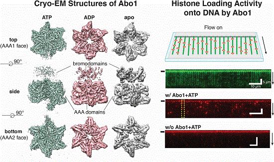 Molecular structures of Abo1 in different energy states (left), Demonstration of an Abo1-assisted histone loading onto DNA by the DNA curtain assay.