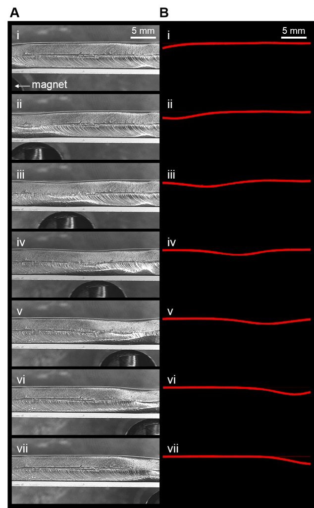 Figure 2. Undulatory topographical waves of the dynamic composite modulated by the controlled magnetic field.