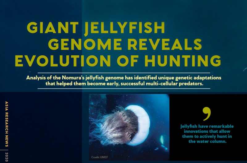 “Jellyfish have remarkable innnovations that allow them to actively hunt in the water column.”