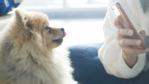 UNIST Startup Makes Pet Registration Smart and Simple!