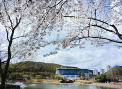 [Photo Essay] ‘Cherry Blossom Ending’ by Photographer Kim