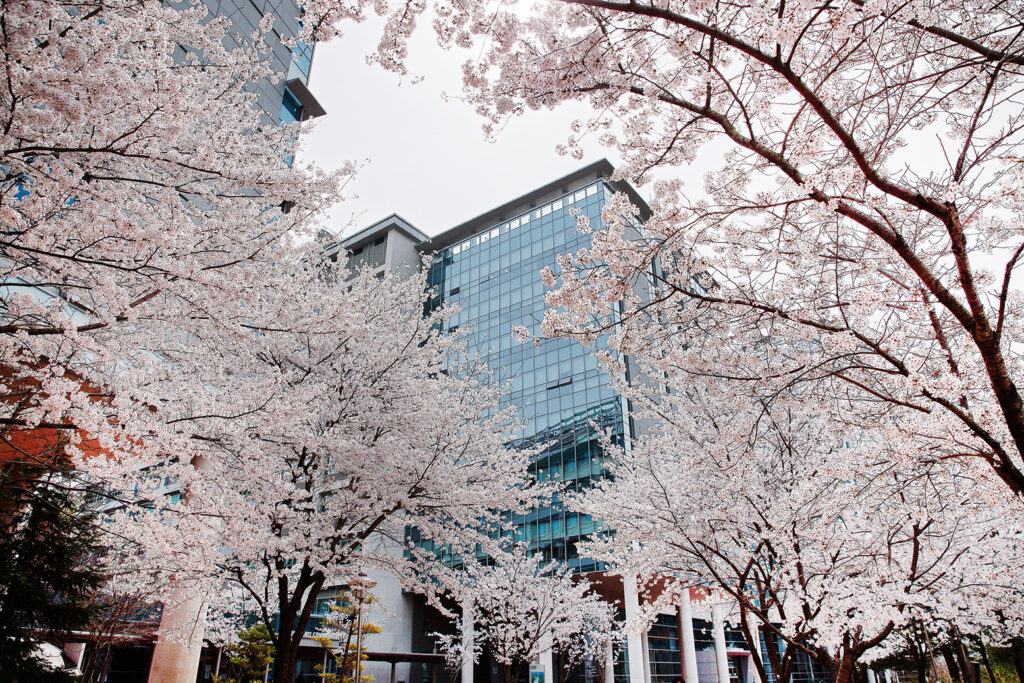 Cherry blossoms in front of the engineering buildings of UNIST are in full bloom. l Image Credit: Kyoungchae Kim