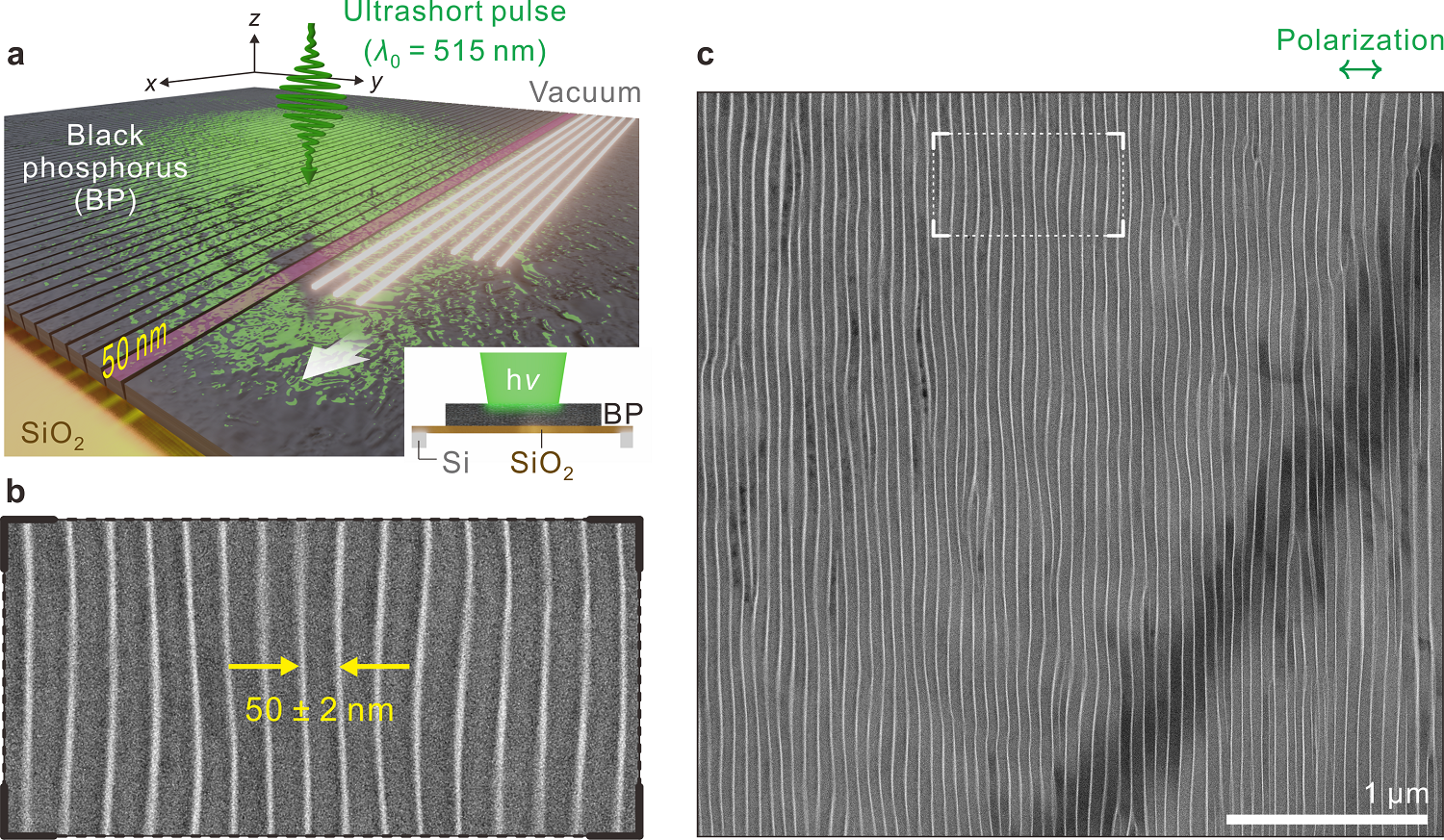 Black-phosphorus-BP-Nano-ribbon