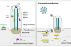 how-coronavirus-infection-induces-cilia-damage-and-suppresses-intracellular-signaling-mechanisms..png