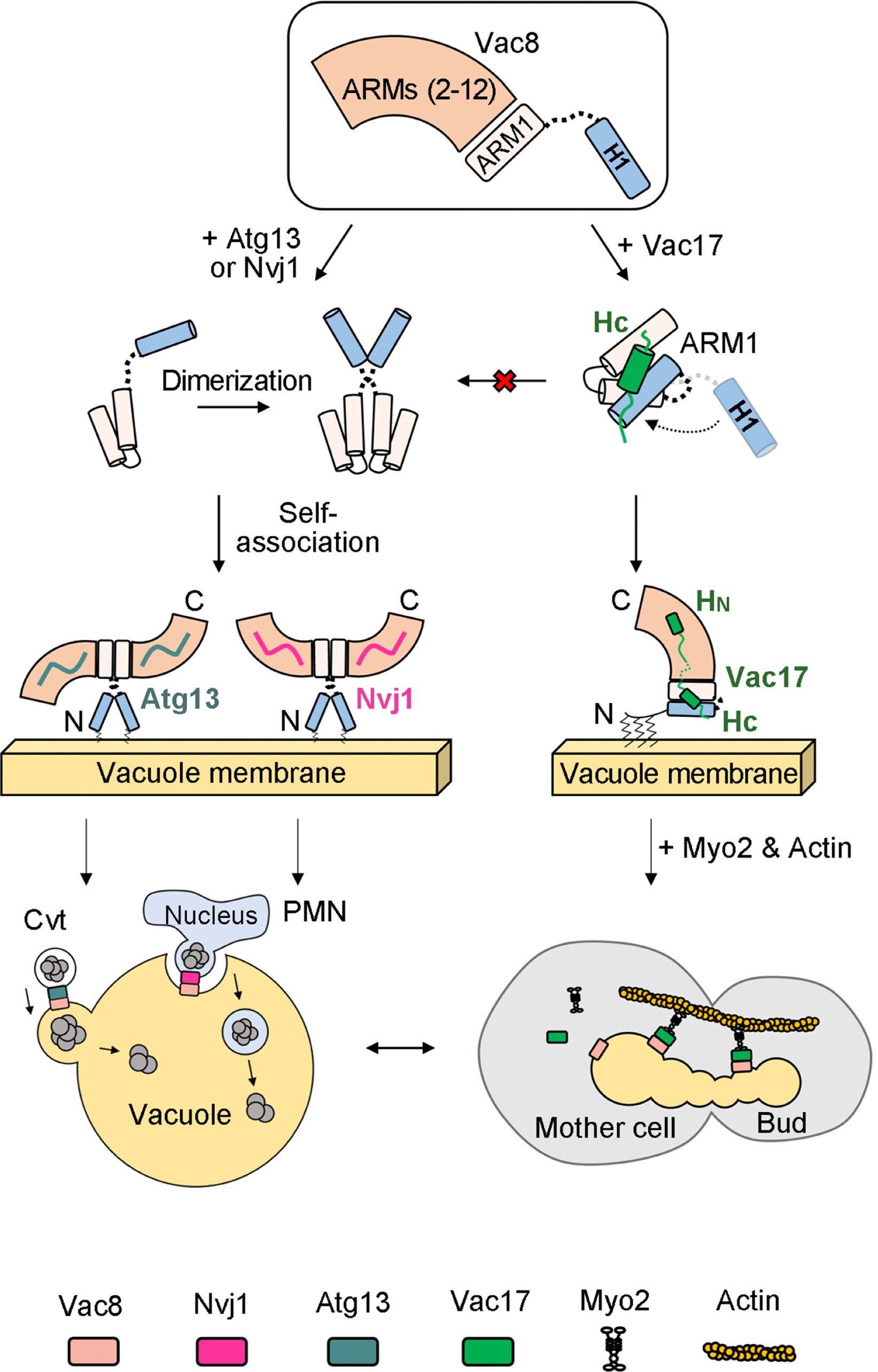 pnas.2211501120fig06