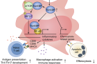 Proposed-model-for-the-role-of-macrophage-TonEBP-in-systemic-lupus-erythematosus-SLE..png