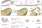 A-schematic-diagram-illustrating-a-groundbreaking-study-that-specifically-targets-mitochondria-within-aging-cells..png