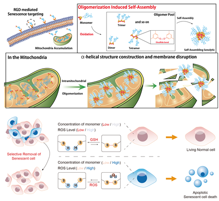 A schematic diagram illustrating a groundbreaking study that specifically targets mitochondria within aging cells.