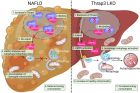 Schematic-diagram-of-the-mechanism-by-which-Thrap3-affects-NAFLD-through-translocation-of-AMPK.png