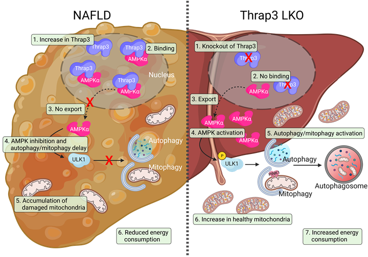 Schematic diagram of the mechanism by which Thrap3 affects NAFLD through translocation of AMPK