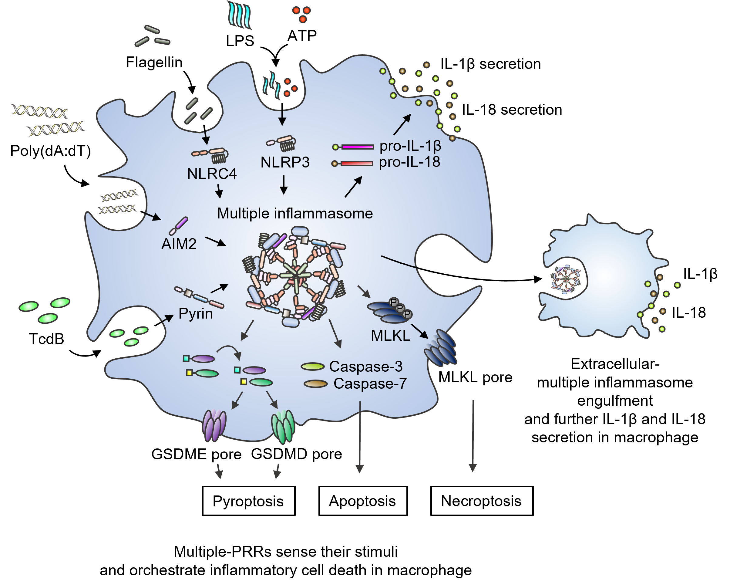 Figure 1. Multiple-PRRs sense their stimuli and orchestrate inflammatory cell death in macrophage