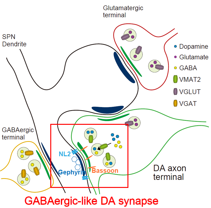 Figure 2. GABAergic-like DA synapse