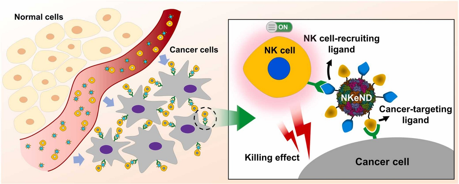 NK cell-engaging nanodrones (NKeNDs)