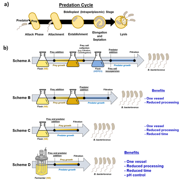 연구그림1-포식성-박테리아인-B.-bacteriovorus-HD100-성장을-단순화하기-위한-대체-배양-방식