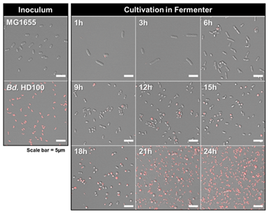 연구그림2-Scheme-D-배양-방식을-적용하여-발효-반응기-내에서-먹이-박테리아인-대장균E.-coli-K-12-MG1655와-포식박테리아B.-bacteriovorus-HD100의-성장을-시간에-따라-현미경으로-보여주는-그림
