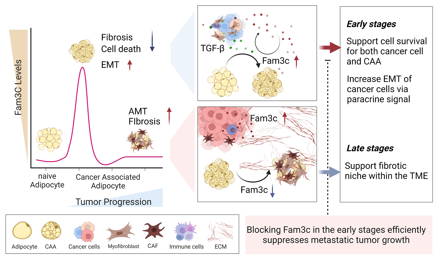 Figure 3. Graphical abstract, showing high FAM3C expression predicts poor prognosis in patients with breast cancer.