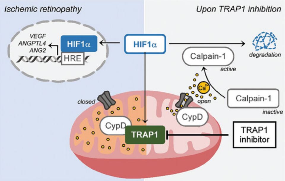 HIF1α degradation following TRAP1 inhibition.
