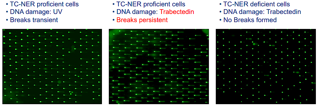 COMET Chip assays were used to measure Trabectedin-induced breaks in cells.