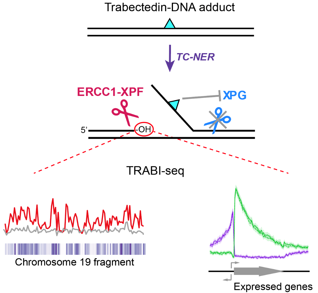 Summary of the mechanism of trabectedin-induced TC-NER-mediated break formation and break mapping by TRABI-Seq.