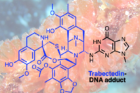 Trabectedin-an-anti-cancer-drug-originally-isolated-from-the-sea-squirt-Ecteinascidia-turbitana-is-known-to-form-cytotoxic-DNA-adducts..png