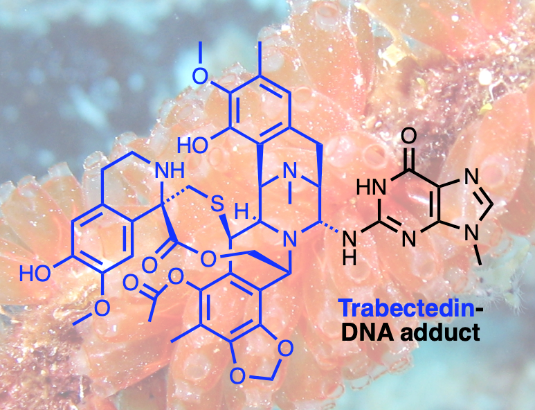 Trabectedin, an anti-cancer drug originally isolated from the sea squirt Ecteinascidia turbitana, is known to form cytotoxic DNA adducts.