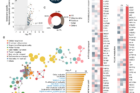 Functional-implication-of-oxidised-membrane-proteins-by-BTP-photocatalysis..png