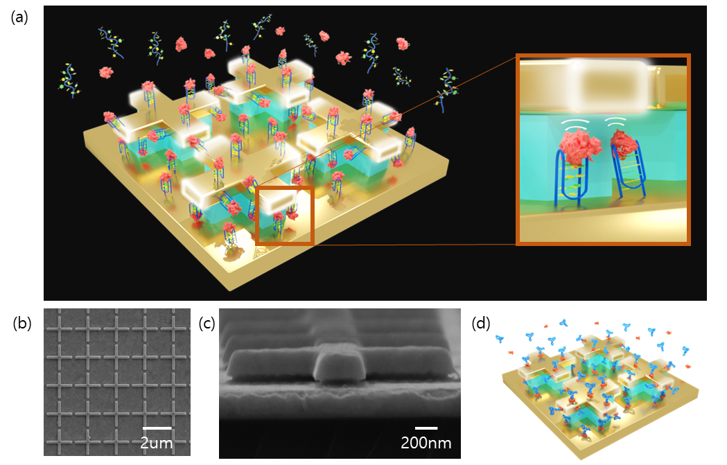 Schematic of a vertical nanogap biosensor for label-free thrombin immunoassay