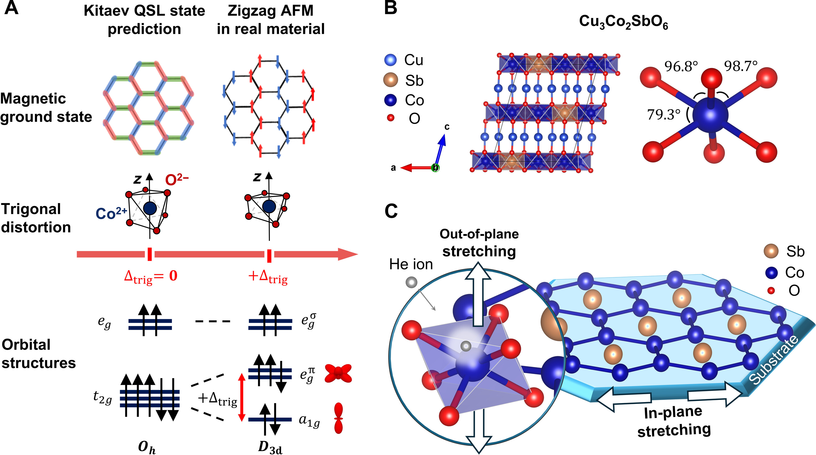 Strain engineering of local trigonal distortion of CoO6 octahedra in layered honeycomb cobaltate Cu3Co2SbO6