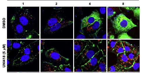 Figure 1. Schematic image, showing the blockade of the endocytic pathway by UNI418 in SARS-CoV-2-infected cells.