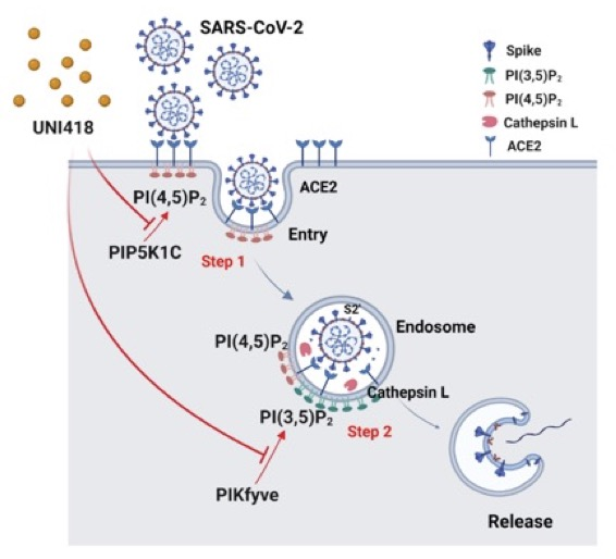 Figure 2. The graphical model shows how UNI418 inhibits SARS-CoV-2 entry into cells by targeting PIP5K1C and PIKfyve.