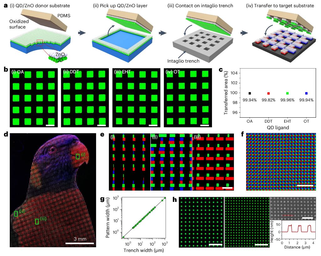 Figure 1. The schematic illustration of high-resolution intaglio transfer printing of QD/ZnO DL.