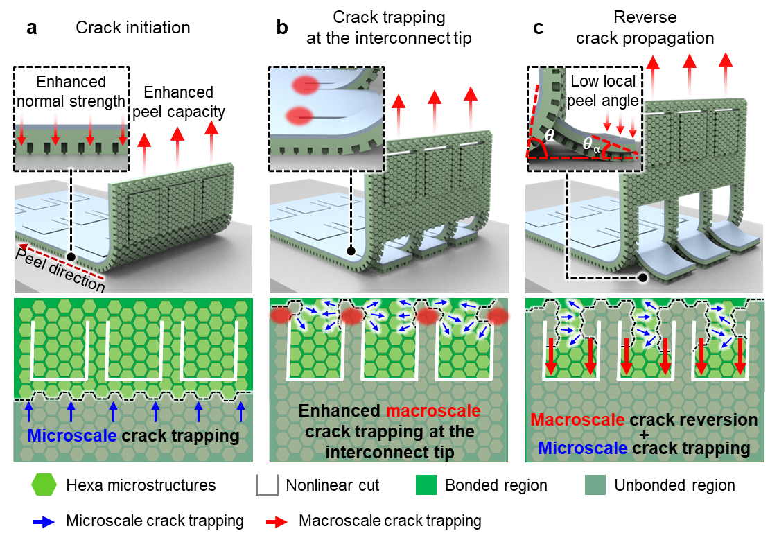 Figure 2. Design of crack-trapping hybrid adhesive patch.