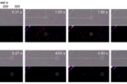 Optical-images-of-the-surface-migration-of-a-Li-adatom-on-a-Cu111-upon-Li-plating-for-roughly-10s-and-its-trajectory-..png