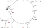 Proposed-Catalytic-Cycle.jpeg