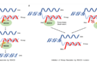 Schematic-image-showing-the-R-loop-resolution-by-REXO5-and-the-inhibition-of-R-loop-resolution-by-REXO5-mutation..png