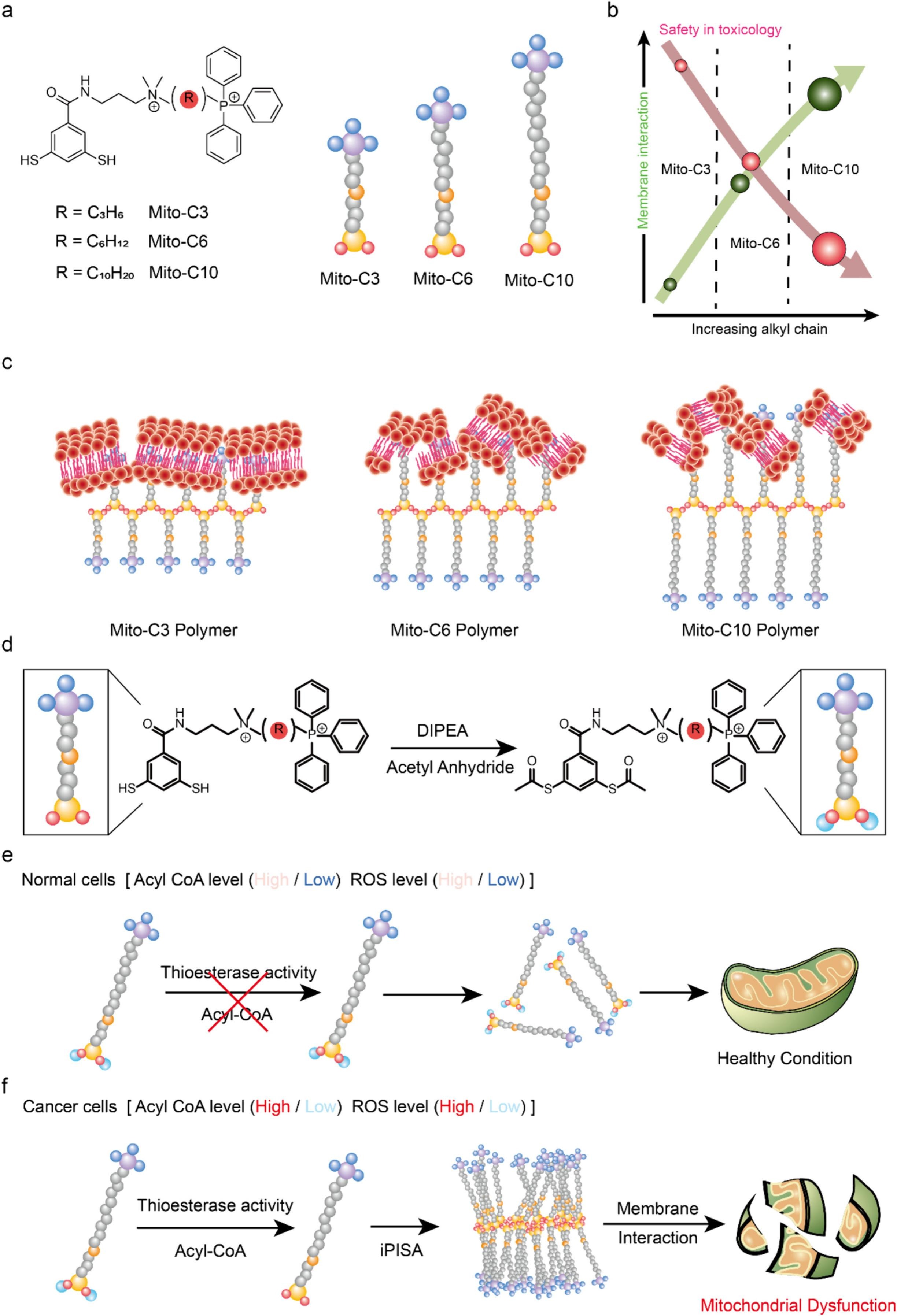 (a) Chemical structure of mitochondria targeting monomers with increasing alkyl chain length.