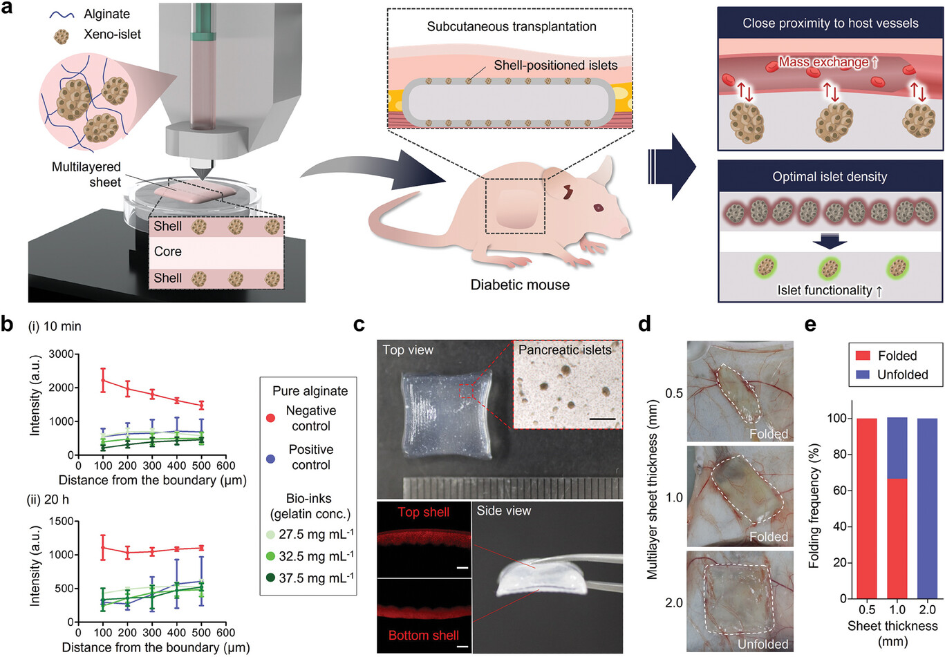 Figure 1. Schematic and physical properties of bioprinted islet macroencapsulation system.