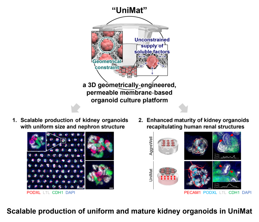 Figure 1. (a)Schematic of the UniMat platform. (b) UniMat fabrication process. (c)Photograph of the fabricated UniMat platform. 