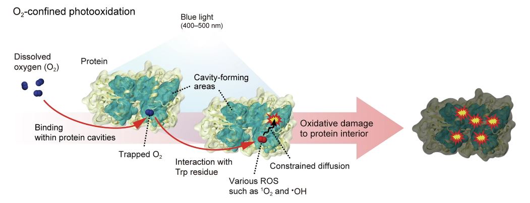 Figure 1. Proposed pathway of O2-confined photooxidation.