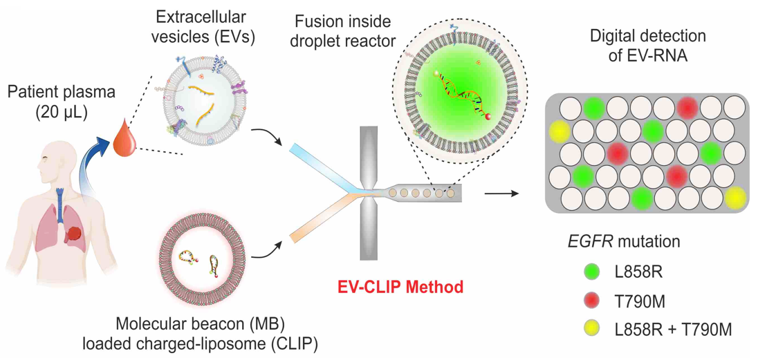 Overview of EV-CLIP method for profiling EV RNA.