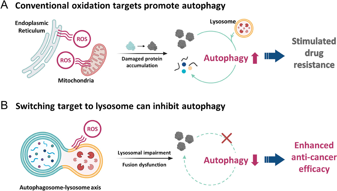 Figure 1. Schematic illustration of the dual role of reactive oxygen species (ROS) in autophagy.