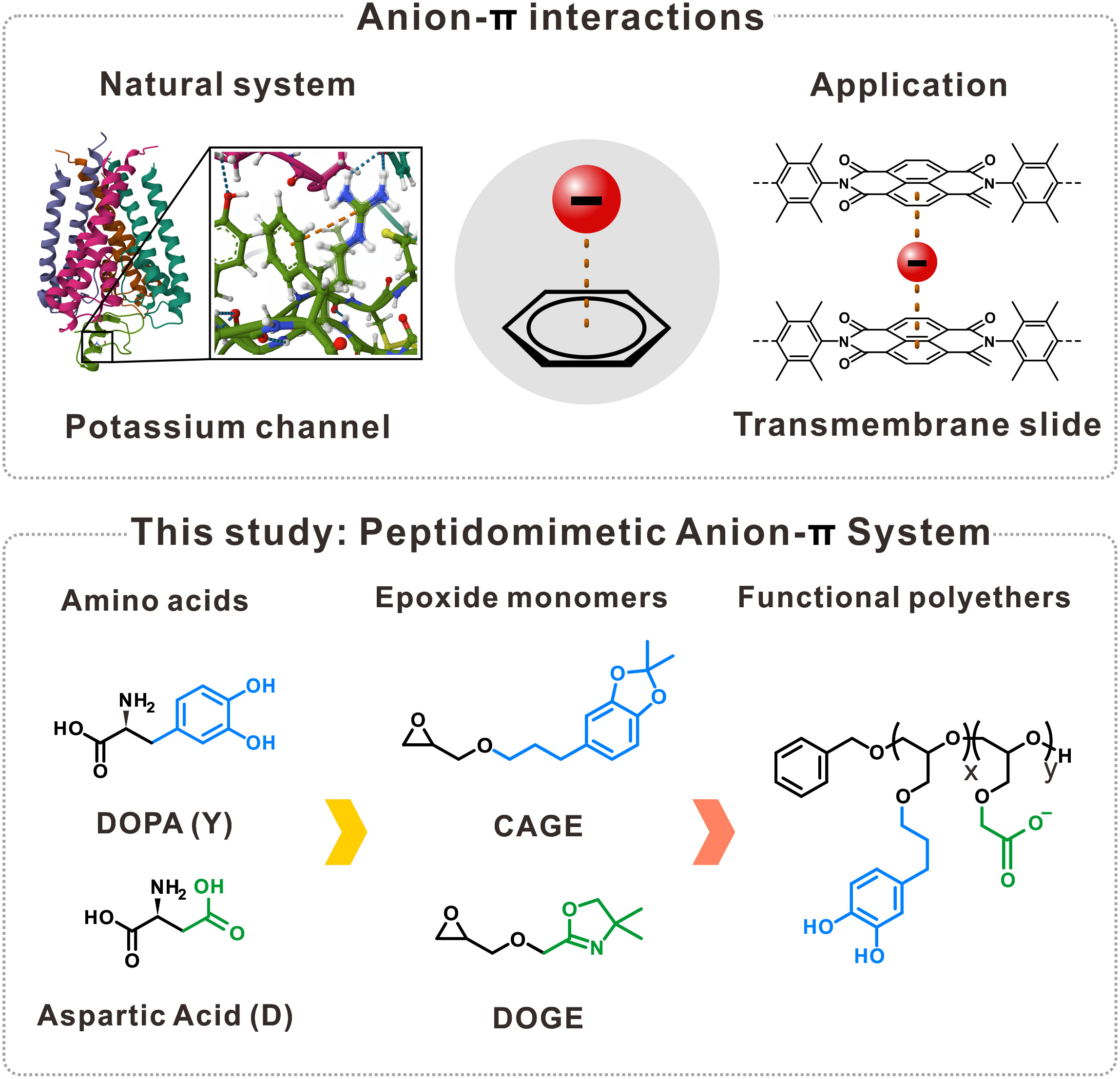 (Top) Representative examples of anion–π interactions exploited in natural and synthetic systems and (Bottom) the peptidomimetic system explored in this study.