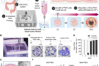Creating-tumor-microenvironment-TME-inspired-embedded-bioprinting-enabled-arrayed-patient-derived-organoids-Eba-PDOs.jpg