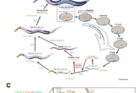 Functional-analysis-of-the-LEM-3-protein-and-the-roles-of-its-domains-using-the-C.-elegans-model..jpg